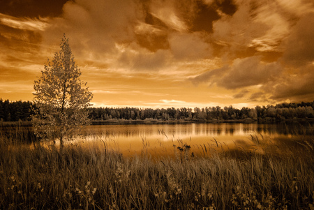 forest by the lake in hot summer day. tree leaves and reflections in water. infrared colored image