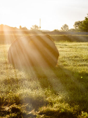 countryside fields in summer with rolls of hay and forests in background in morning sun - vertical, mobile device ready image - light rays effectの写真素材