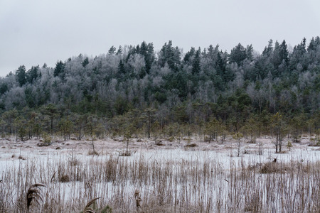 frozen country side by the forest covered with snowの写真素材