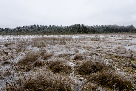 frozen country side by the forest covered with snow