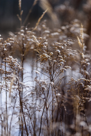 Reed vs. Sunset. Selective focus. Shallow depth of field. Beautiful sunset over the lake among the reedsの写真素材