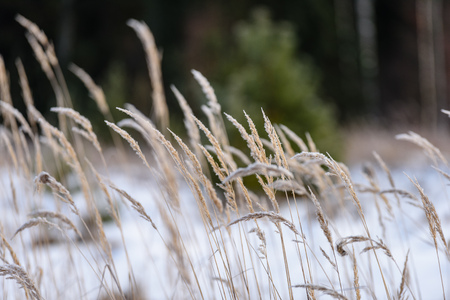 Reed vs. Sunset. Selective focus. Shallow depth of field. Beautiful sunset over the lake among the reeds in snowの写真素材