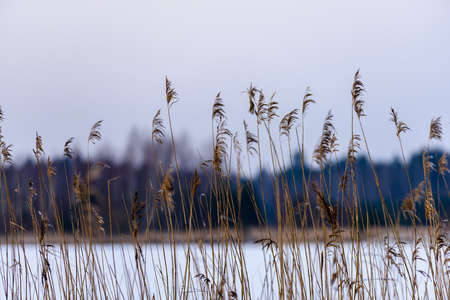 Reed vs. Sunset. Selective focus. Shallow depth of field. Beautiful sunset over the lake among the reedsの写真素材
