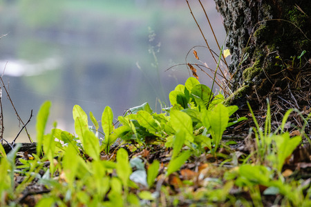 tree trunk textures in natural environment. natural environmental detail view in latvia
