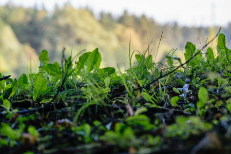 tree trunk textures in natural environment. natural environmental detail view in latviaの写真素材