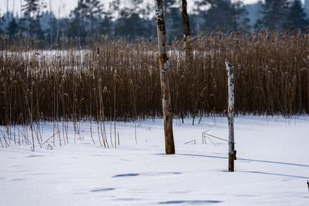 frozen naked dry and dead forest trees in snowy landscape with white lake covered in iceの写真素材