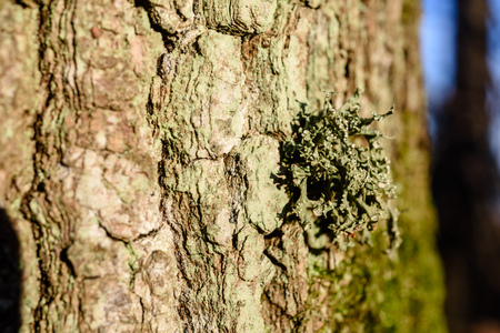 tree trunk textures in natural environment. natural environmental detail view in latvia