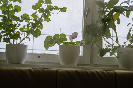 interior elements in room. flowers in windows