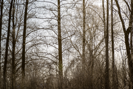 winter rural scene with snow and tree trunks in cold weather. sunny day in forest