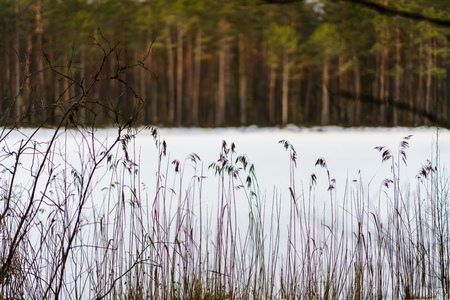 winter rural scene with snow and tree trunks in cold weather. sunny day in forestの写真素材