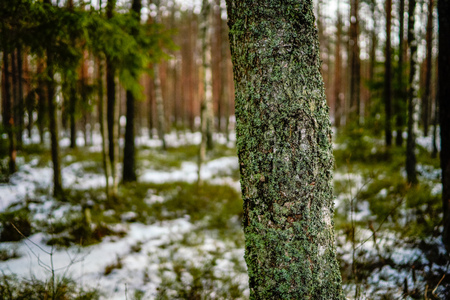 winter rural scene with snow and tree trunks in cold weather. sunny day in forestの写真素材