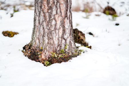 winter rural scene with snow and tree trunks in cold weather. sunny day in forestの写真素材