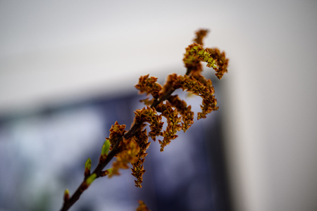 wedding decorations theme, flowers and champagne in white interiorの写真素材