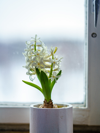 wedding decorations theme, flowers and champagne in white interior and old window frameの写真素材