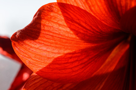 wedding decorations theme, red flowers and champagne in white interiorの写真素材
