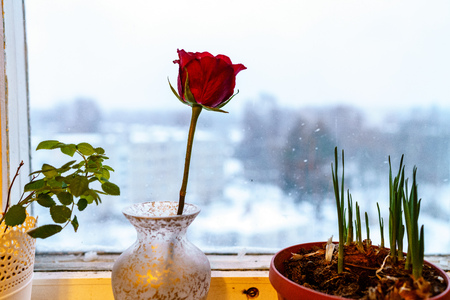 wedding decorations theme, flowers and champagne in white interior and old window frameの写真素材