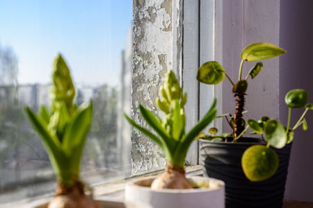 wedding decorations theme, flowers and champagne in white interior and old window frameの写真素材