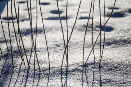 old dry grass bents in winter with shadows in snow and sunset blur in backgroundの写真素材