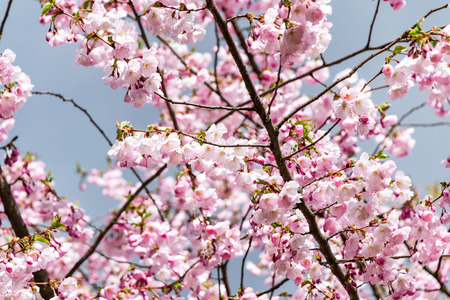 Sakura Flower or Cherry Blossom With Beautiful Nature Background on blue sky blooming in spring parkの写真素材