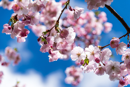 Sakura Flower or Cherry Blossom With Beautiful Nature Background on blue sky blooming in spring parkの写真素材
