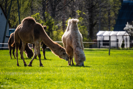 camel walking and feeding in a green field of grass in early summer in Latviaの写真素材