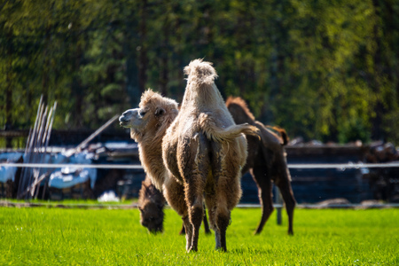 camel walking and feeding in a green field of grass in early summer in Latviaの写真素材