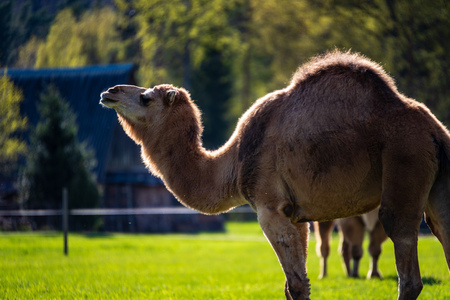 camel walking and feeding in a green field of grass in early summer in Latviaの写真素材
