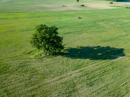 drone image. aerial view of empty cultivated fields with lonely tree in the middle. latvia summer dayの写真素材
