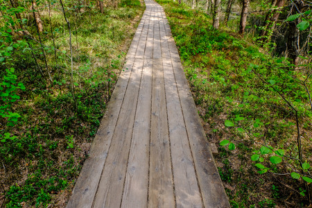 wooden boardwalk in swamp tourist trail with trees, resting area and sun rays in colorful summer...