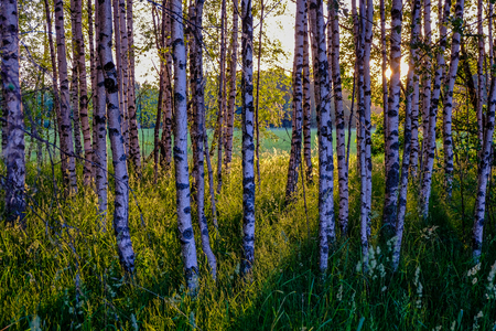 birch tree leaves and branches against dark background with sun rays in sunrise. park scene for recreation and peaceの写真素材