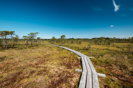 wooden footpath in swamp with beautiful evening sun light in green foliage of summer bog. wooden boardwalk in perspective viewの写真素材