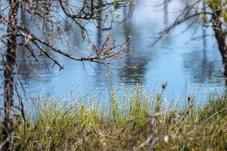 tree trunk silhouettes on the shore of the river in green summer
