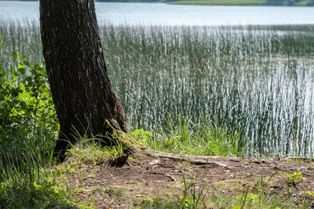 tree trunk silhouettes on the shore of the river in green summerの写真素材