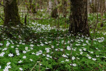 large field of white anemone flowers in spring. a plant of the buttercup family, typically bearing brightly colored flowers. Anemones are widely distributed in the wild, and several kinds are popular garden plants.の写真素材