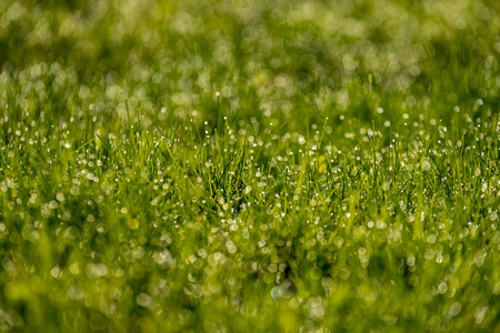 Beautiful green lawn freshly mowed with rain dew and background blur bokehの写真素材