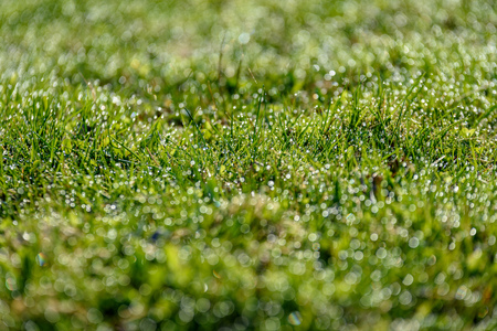 Beautiful green lawn freshly mowed with rain dew and background blur bokehの写真素材
