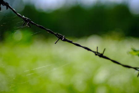 barbed wire fence on green background with tree leaves and vegetation in summer lightの写真素材