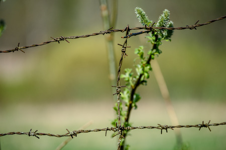 barbed wire fence on green background with tree leaves and vegetation in summer light