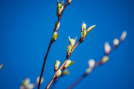 spring blossoms and leaves on birch trees on blur background. rural sceneの写真素材