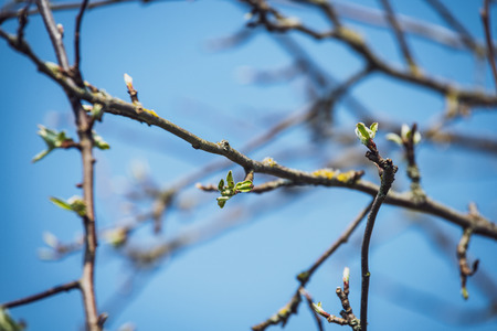 spring blossoms and leaves on birch trees on blur background. rural sceneの写真素材