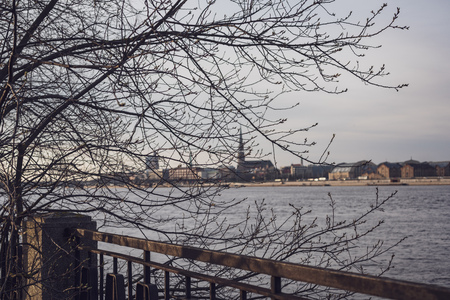 spring blossoms and leaves on birch trees on blur background. rural sceneの写真素材
