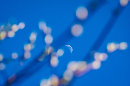 spring blossoms and leaves on birch trees on blur background. rural sceneの写真素材
