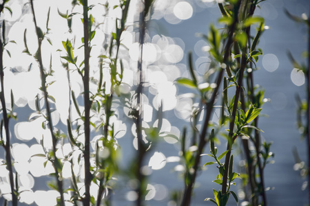 spring blossoms and leaves on birch trees on blur background. rural scene with fresh green foliageの写真素材