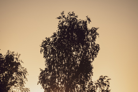 colorful sunset by the lake with tree silhouettes and red sky in backgroundの写真素材