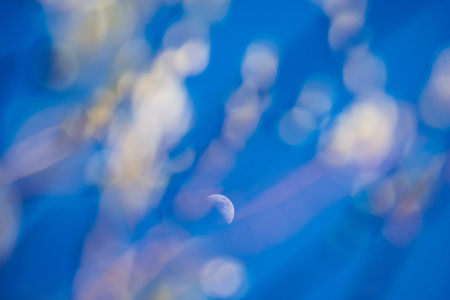 spring blossoms and leaves on birch trees on blur background. rural sceneの写真素材