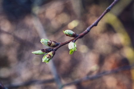 spring blossoms and leaves on birch trees on blur background. rural sceneの写真素材