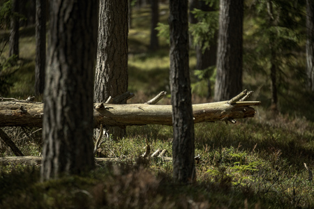 tree trunk textured background pattern. sunlit summer scene in forest with green vegetation foliageの写真素材