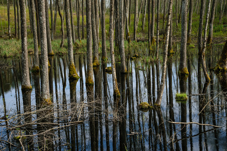 tree trunk textured background pattern in water pond. sunlit summer scene in forest with green...
