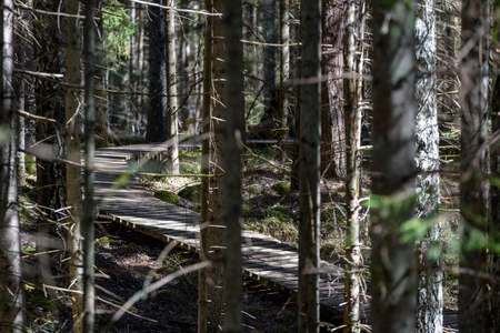 tree trunk textured background pattern. sunlit summer scene in forest with green vegetation foliageの写真素材