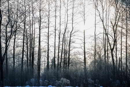 tree trunk textured background pattern. sunlit winter scene in forest